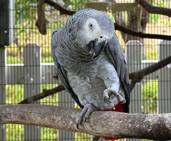 congo-african-grey-parrot-for-sale