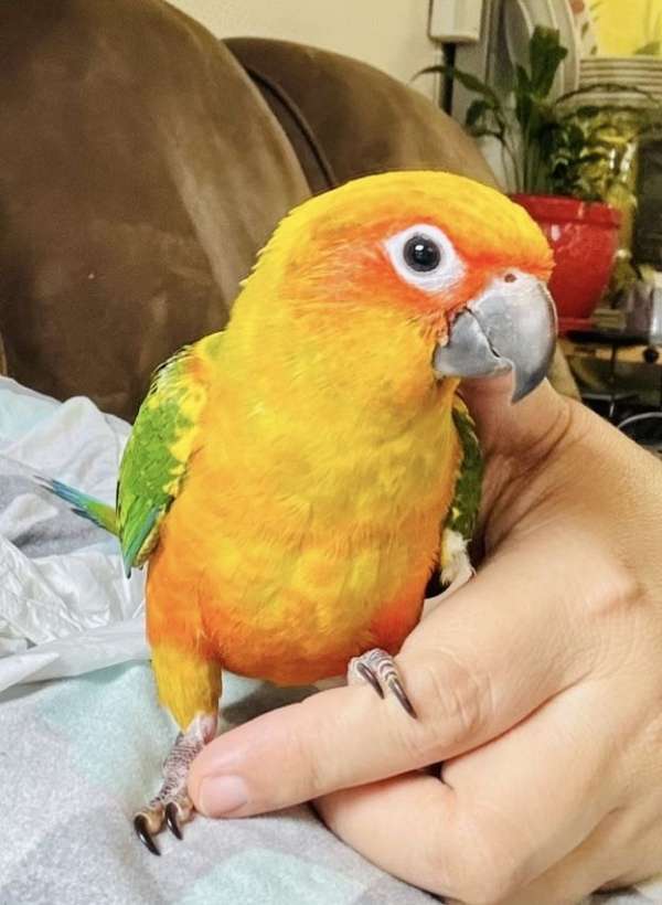 sun-conure-for-sale-in-north-hollywood-ca