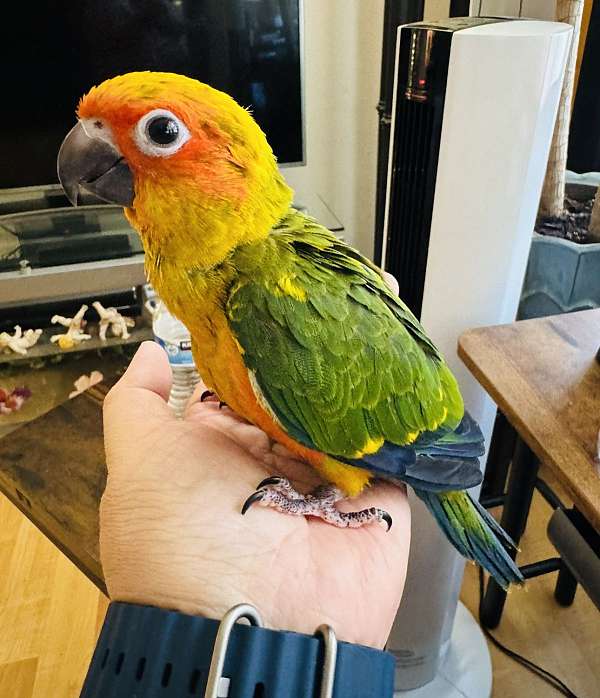 conure-sun-conure-for-sale-in-north-hollywood-ca