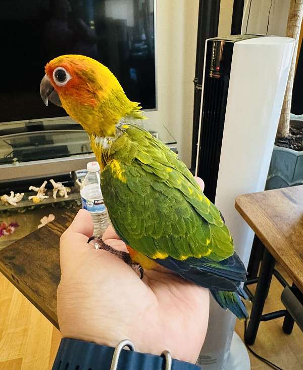 sun-conure-for-sale