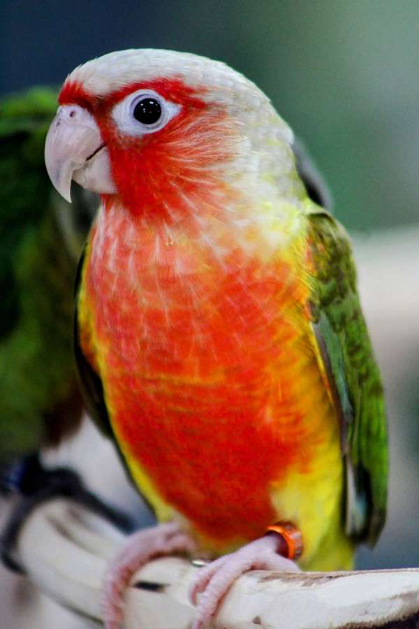 conure-for-sale