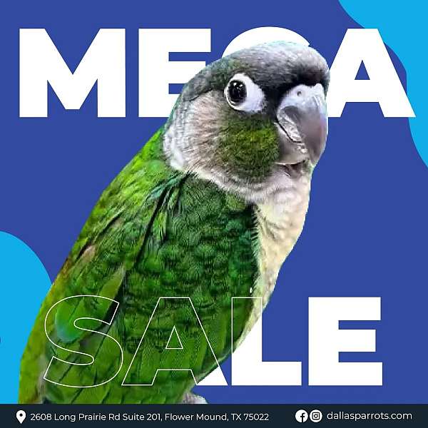 conure-for-sale