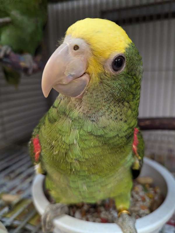 double-yellow-head-amazon-parrot-for-sale