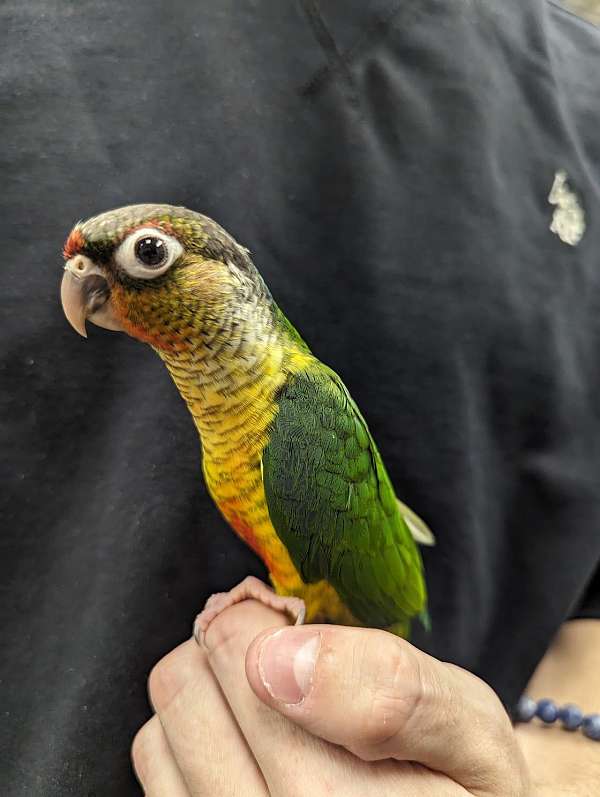 green-cheek-conure-for-sale