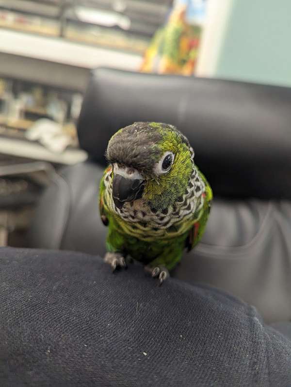 black-capped-conure-for-sale