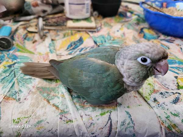 green-green-cheek-conure-for-sale