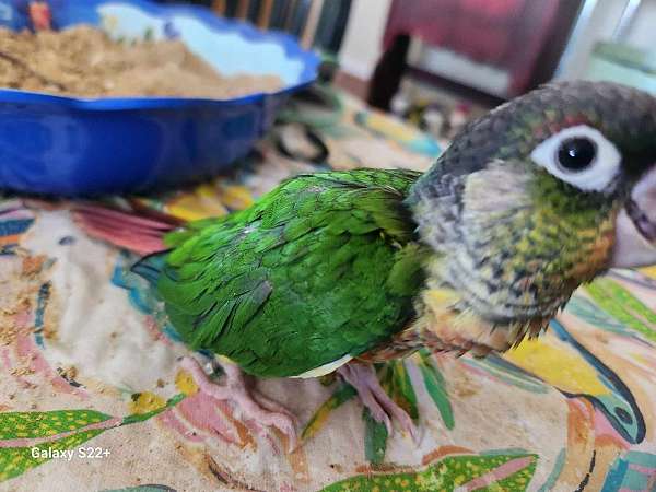 orange-green-cheek-conure-for-sale