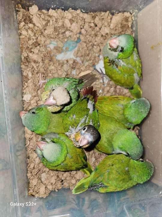 green-cheek-conure-for-sale