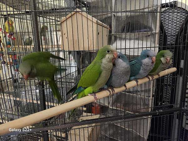 green-green-cheek-conure-for-sale