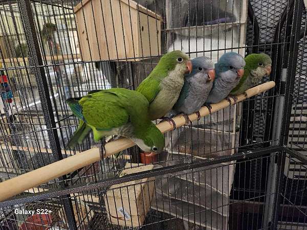 orange-green-cheek-conure-for-sale