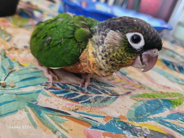 yellow-green-cheek-conure-for-sale