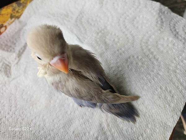 green-green-cheek-conure-for-sale