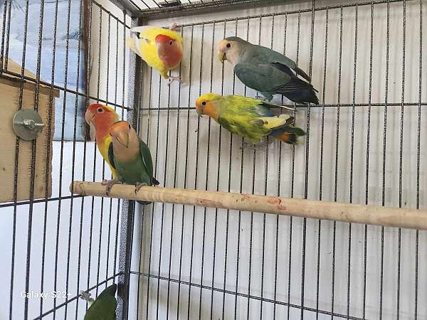 green-green-cheek-conure-for-sale