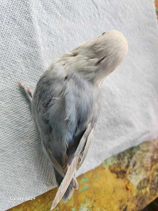 yellow-green-cheek-conure-for-sale