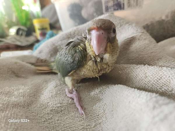 orange-green-cheek-conure-for-sale