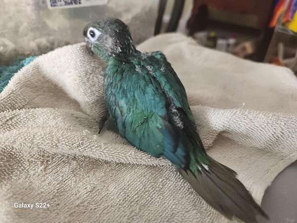 yellow-green-cheek-conure-for-sale