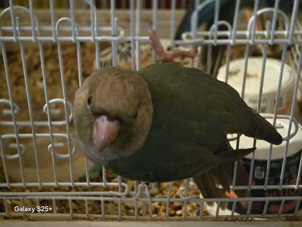 orange-green-cheek-conure-for-sale