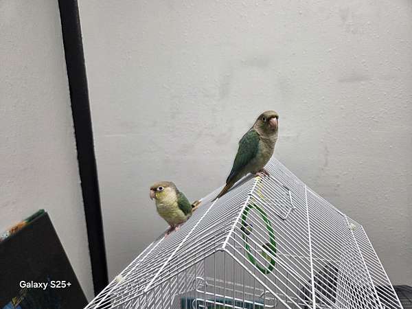 yellow-green-cheek-conure-for-sale