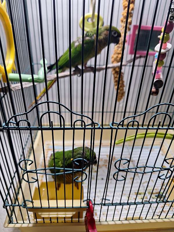 maroon-bellied-conure-for-sale-in-fairhope-al