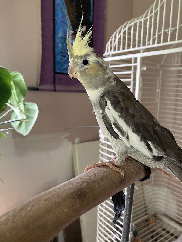 cockatiel-for-sale