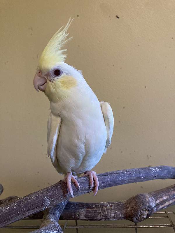 cockatiel-for-sale-in-greenfld-ctr-ny