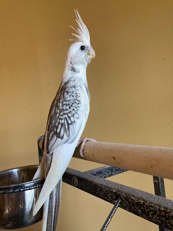 young-cockatiel-for-sale