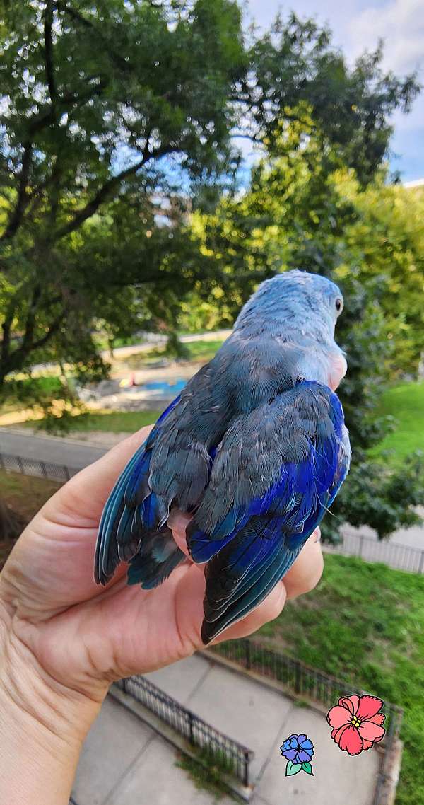 pacific-parrotlet-for-sale