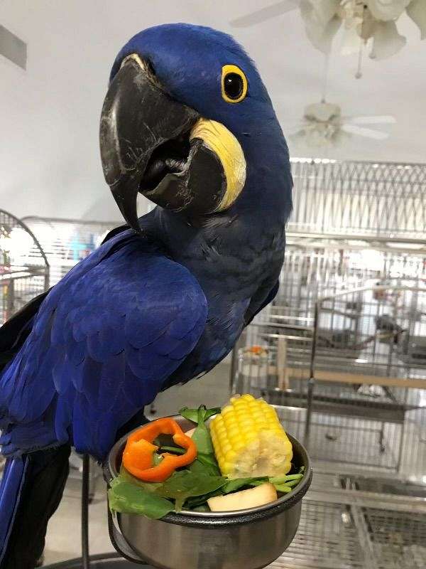 macaw-for-sale-in-weatherford-tx