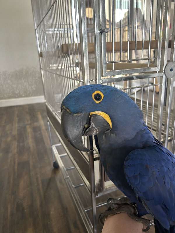 macaw-for-sale