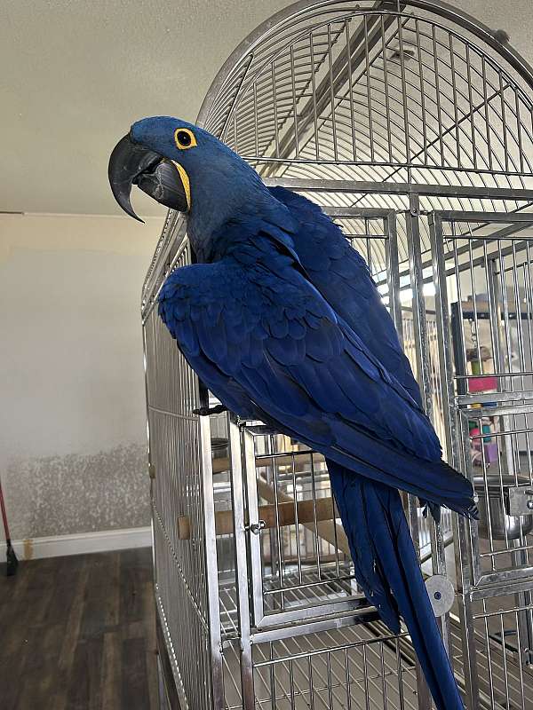 macaw-hyacinth-macaw-for-sale-in-weatherford-tx