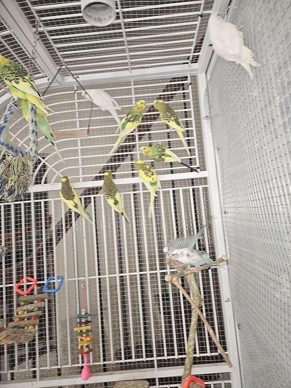 parakeet-for-sale