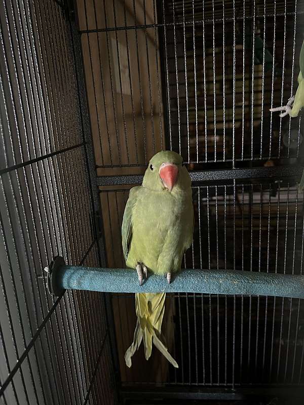 parakeet-for-sale