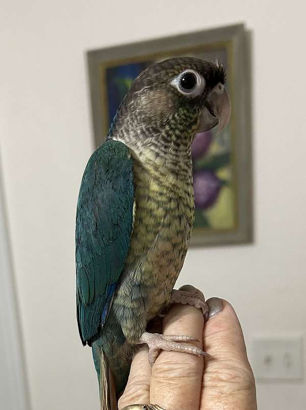 conure-for-sale