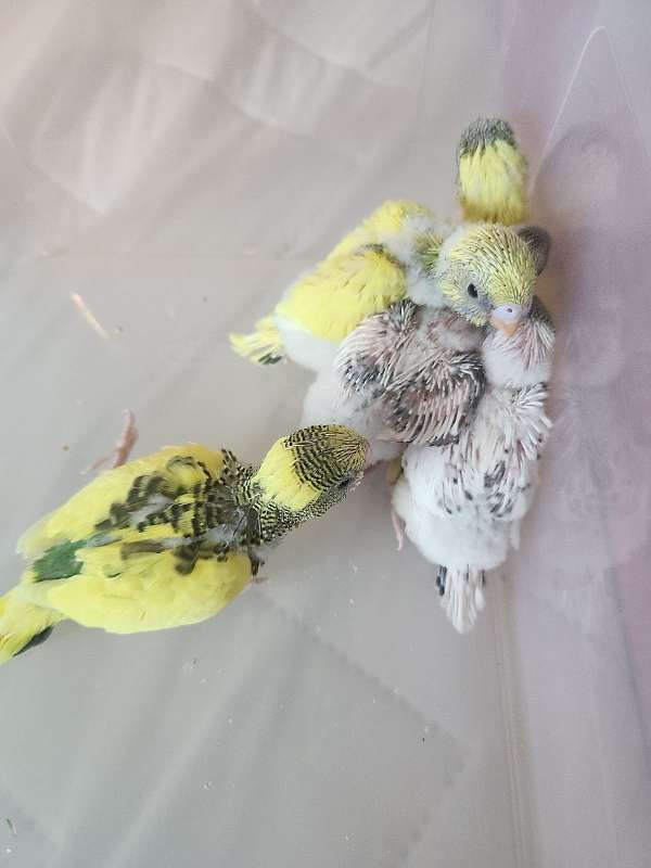 parakeet-for-sale-in-indianapolis-in