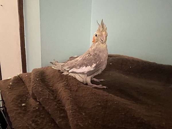 tame-bird-for-sale-in-spokane-wa