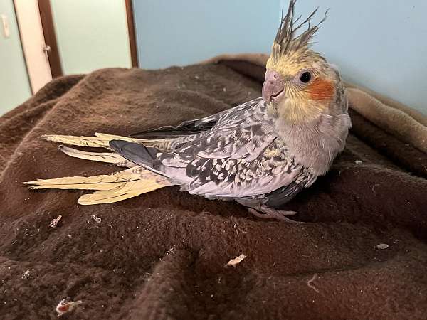 cockatiel-for-sale