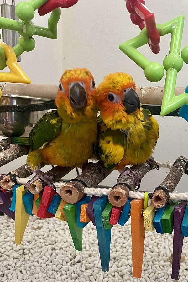 sun-conure-for-sale