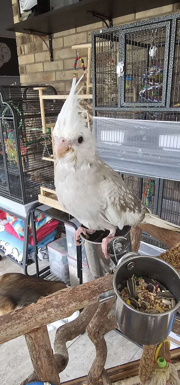 cinnamon-pied-bird-for-sale-in-lake-city-fl