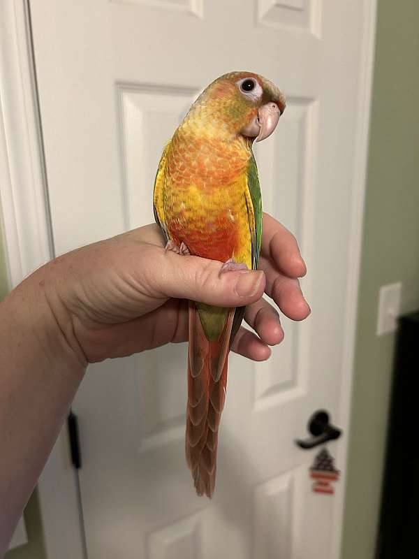 green-cheek-conure-for-sale