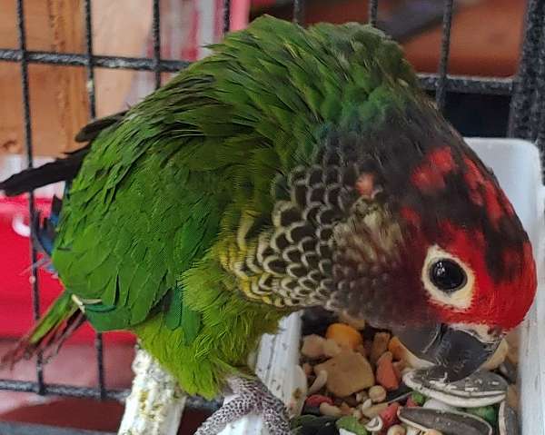 roseifrons-conure-for-sale-in-kooskia-id