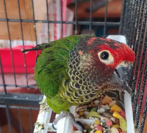 black-roseifrons-conure-for-sale