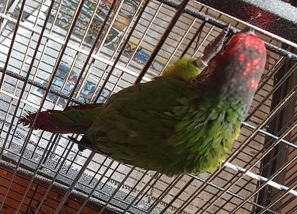 white-roseifrons-conure-for-sale