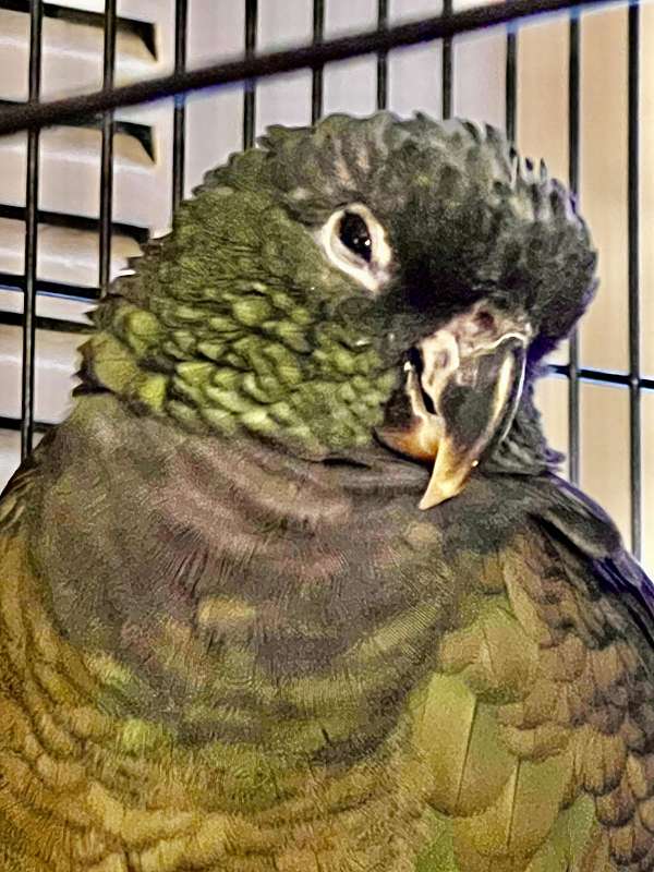 pionus-parrots-for-sale-in-cottage-grove-or-or