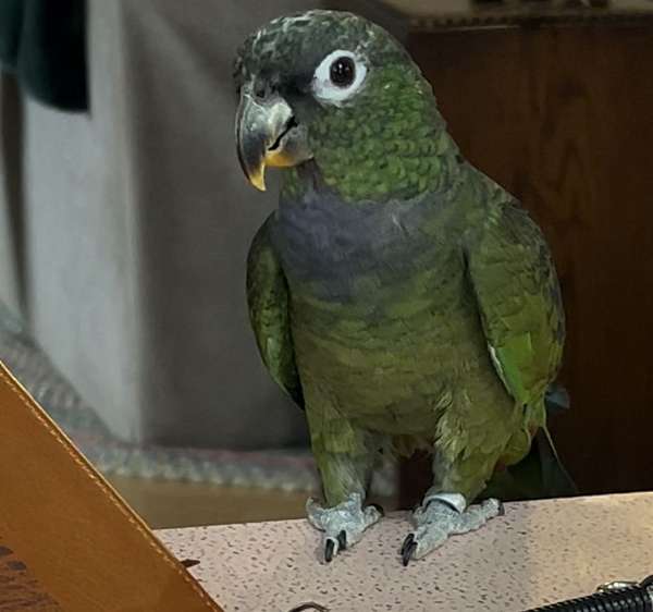 male-bird-for-sale-in-cottage-grove-or-or