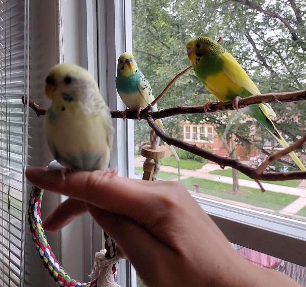 parakeet-for-sale