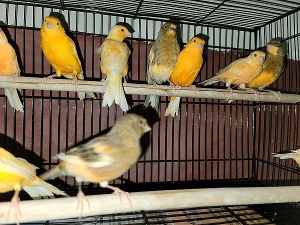 canary-for-sale