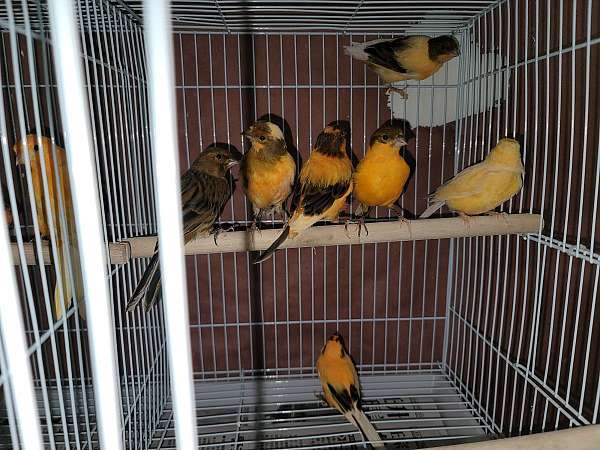 canary-for-sale