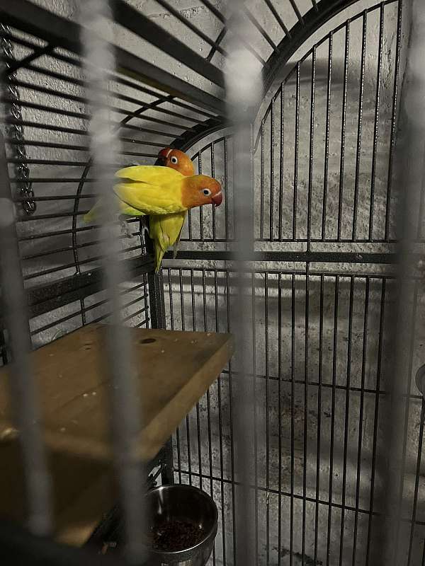 fischers-lovebird-for-sale-in-union-nj