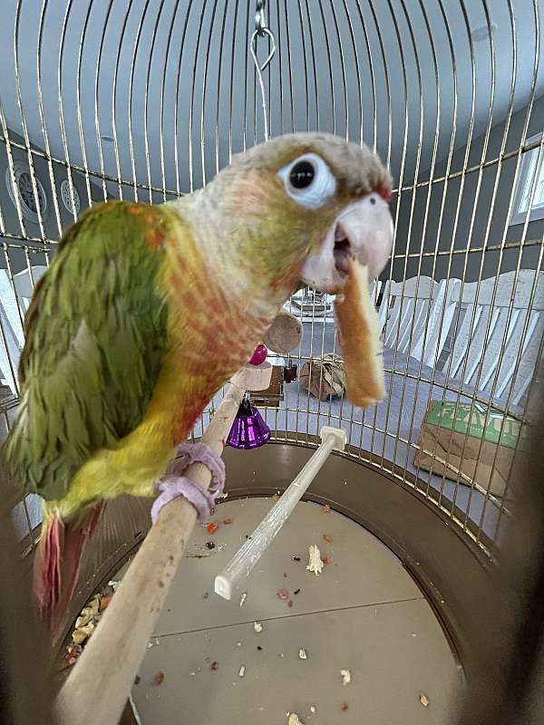 green-cheek-conure-for-sale-in-commack-ny