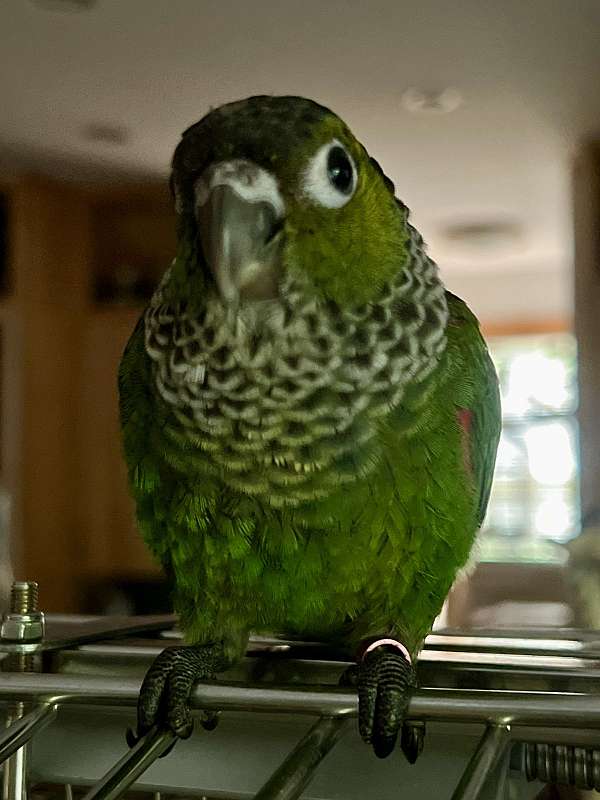 black-capped-conure-for-sale